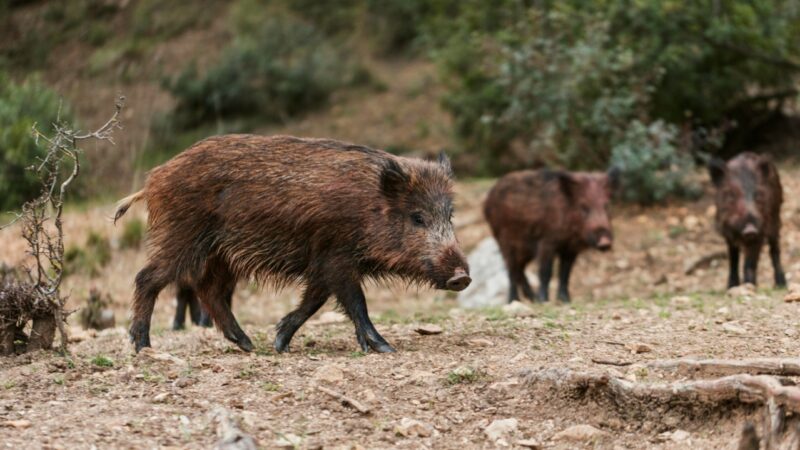 Centrum Targanic nawiedzone przez dziki: mieszkańcy zaniepokojeni rosnącym problemem i brakiem odpowiedzialności za szkody