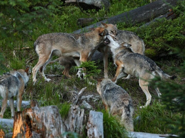 Intrygujące zdarzenie na drodze Andrychów-Sułkowice: wilk na ulicy Beskidzkiej