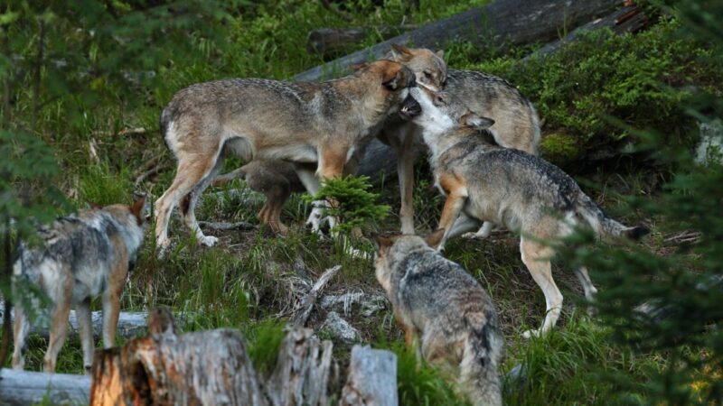 Intrygujące zdarzenie na drodze Andrychów-Sułkowice: wilk na ulicy Beskidzkiej